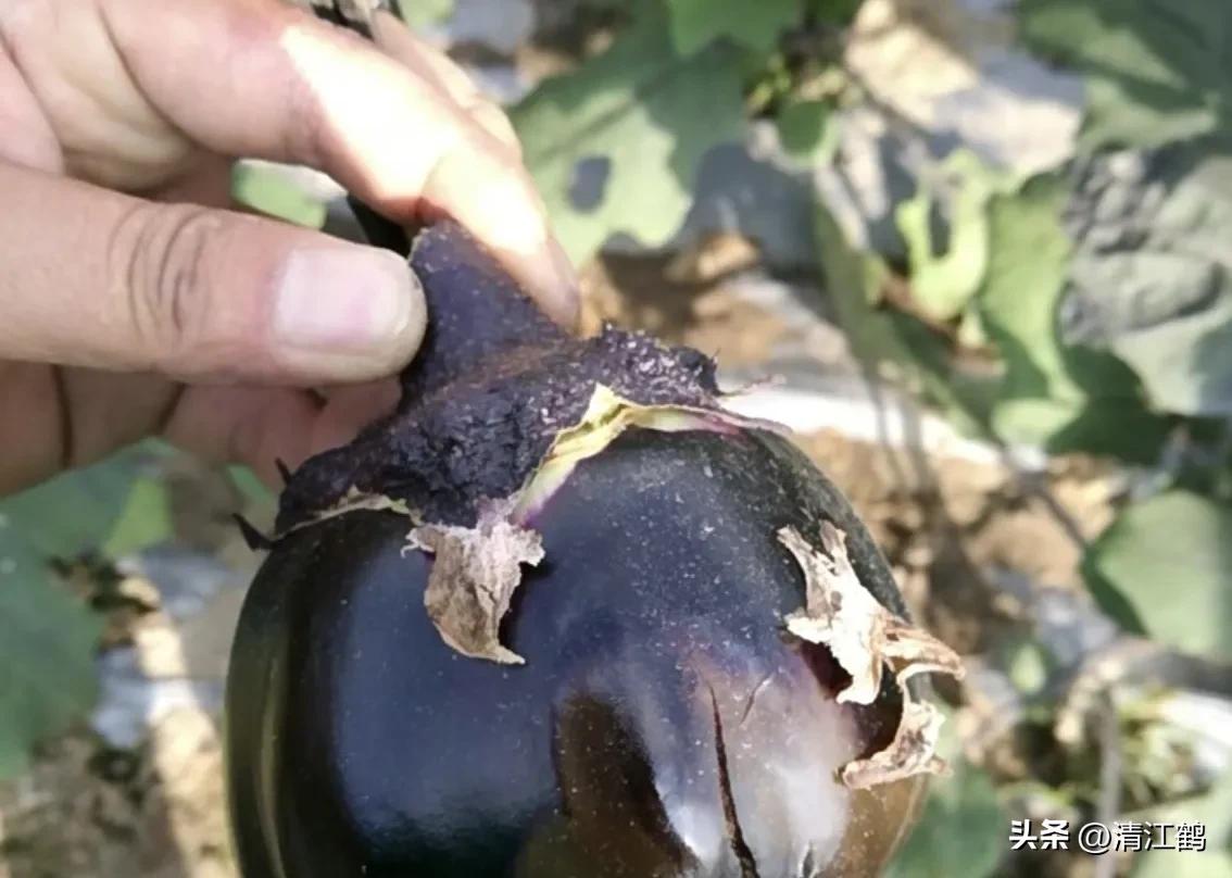 茄子买什么样的好,茄子到底能不能买