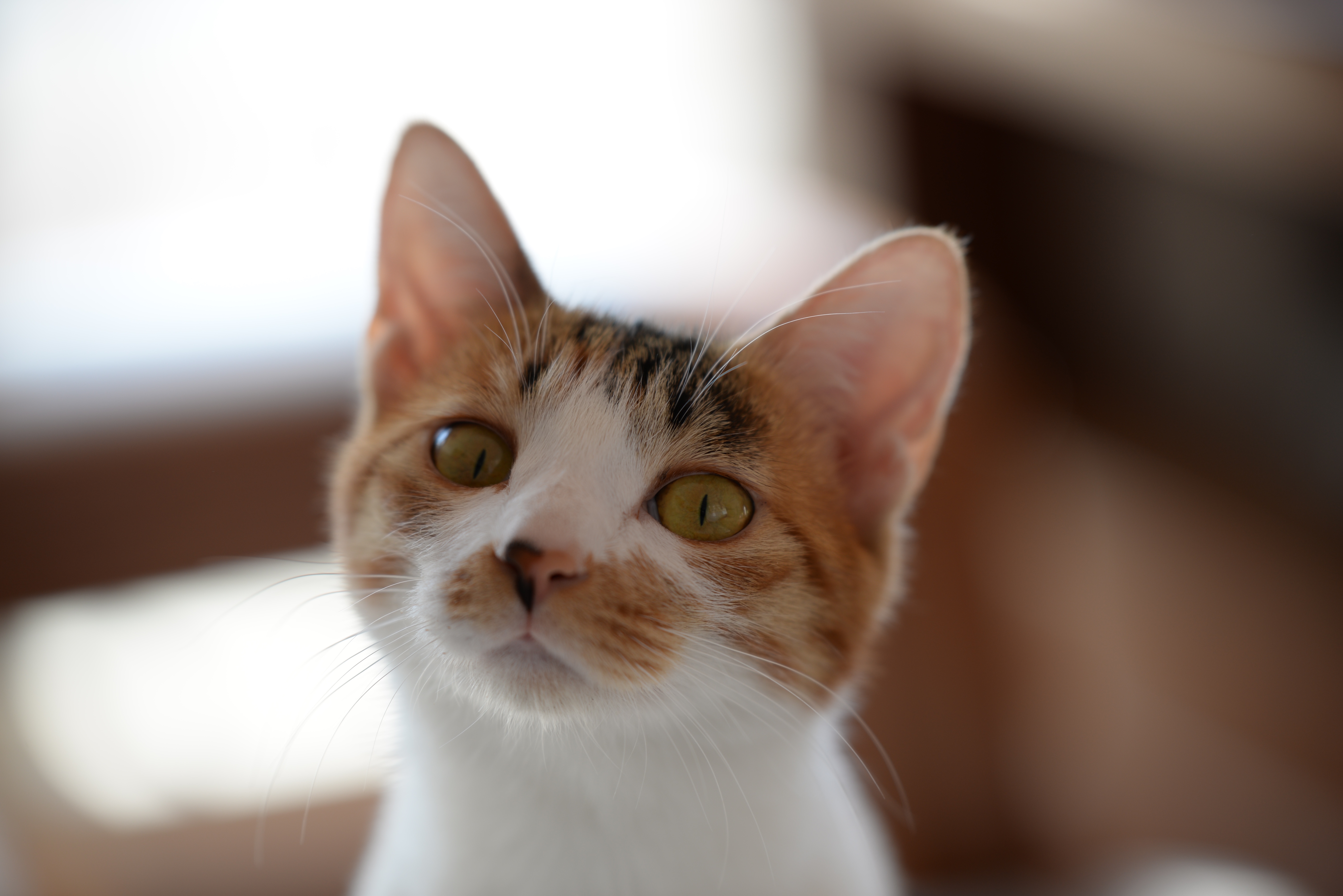 猫咪刚到家不吃不喝还拉肚子,猫咪刚到新家不吃不喝不拉怎么办