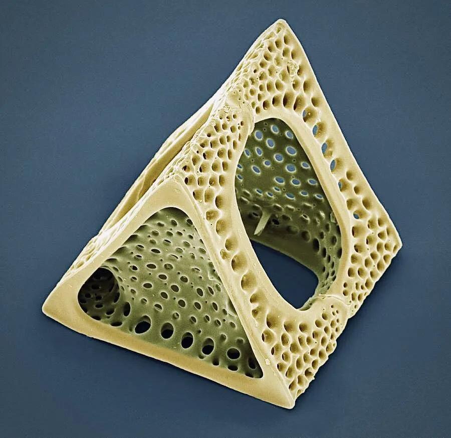 手指在显微镜下太恐怖了,显微镜下的恐怖世界蝎子