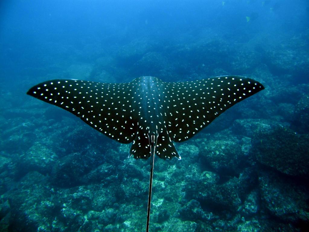 湄公河捕获巨型黄貂鱼吃啥,剧毒黄貂鱼