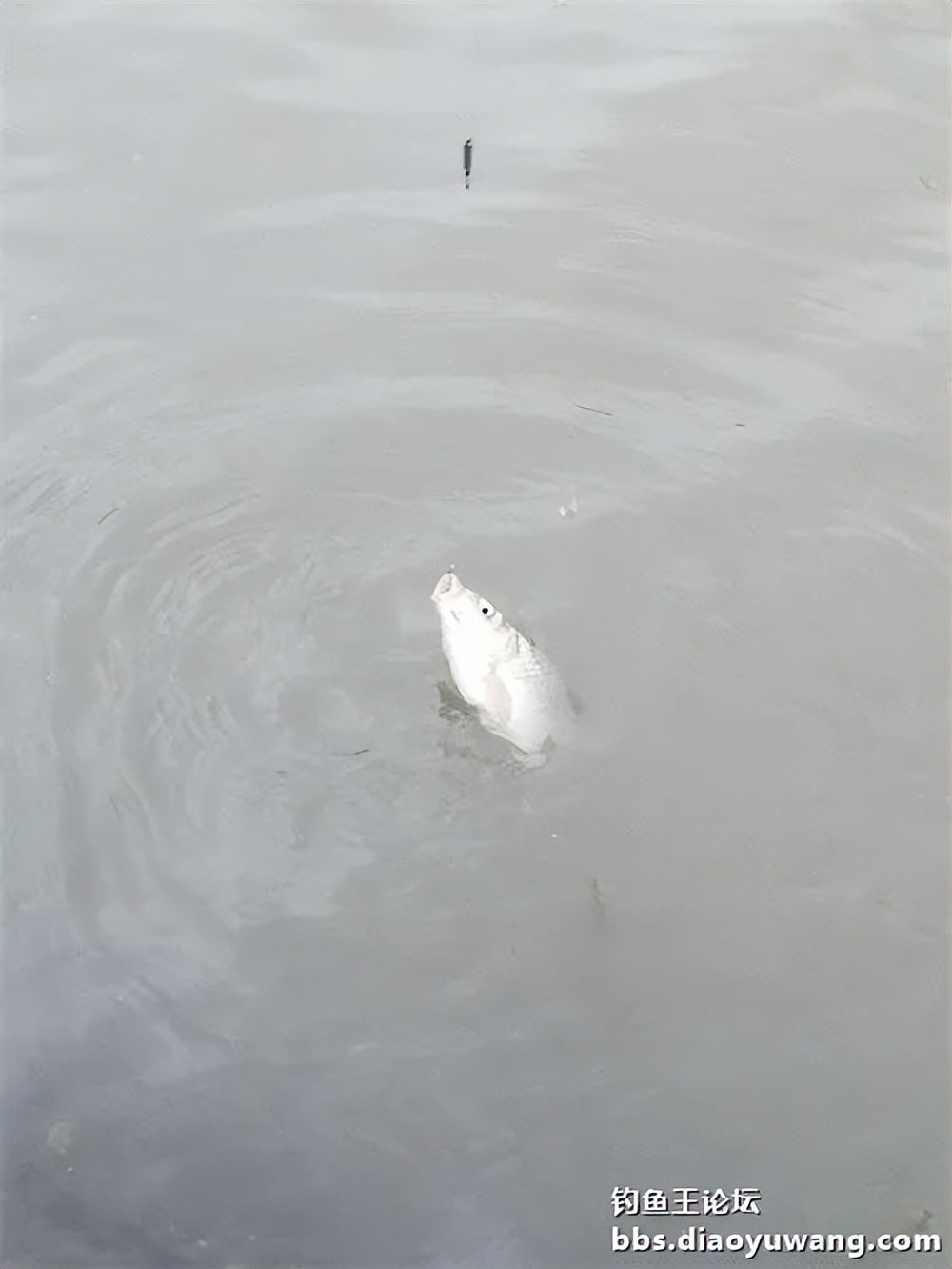 钓鱼王大鲫饵料是什么香味,钓鱼王大鲫和本味有什么区别