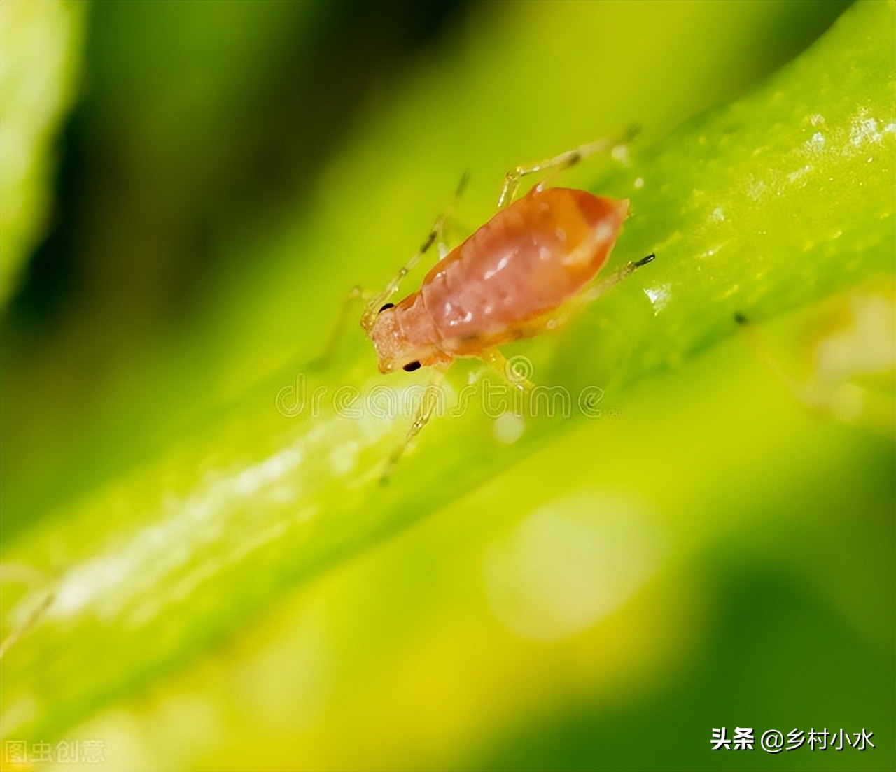 蚜虫的特点及防治方法有哪些,蚜虫用什么无毒害的治蚜虫最好
