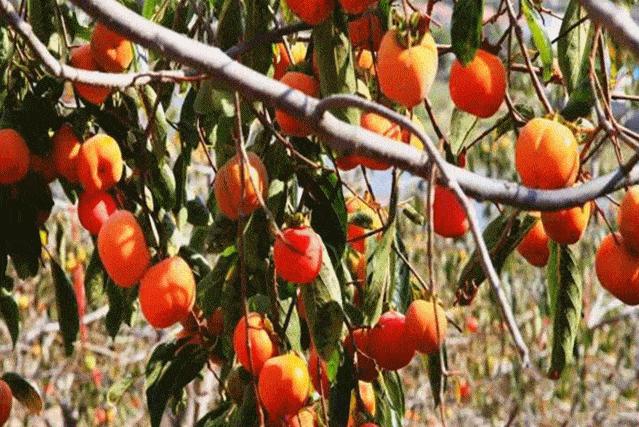 杭州西湖不收门票却很赚钱,杭州西湖免门票背后的商业逻辑