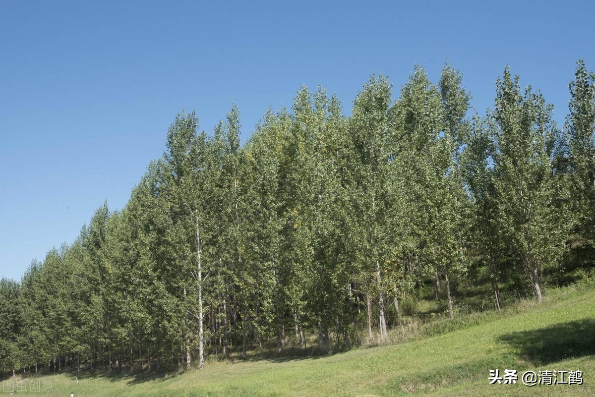 杨树发芽生了带壳小虫,杨树刚发芽就枯萎用什么药灌