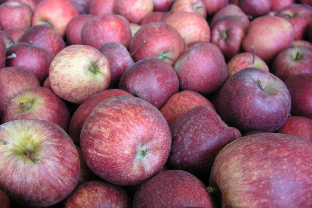 红富士苹果出口哪些国家,南非出产红富士苹果