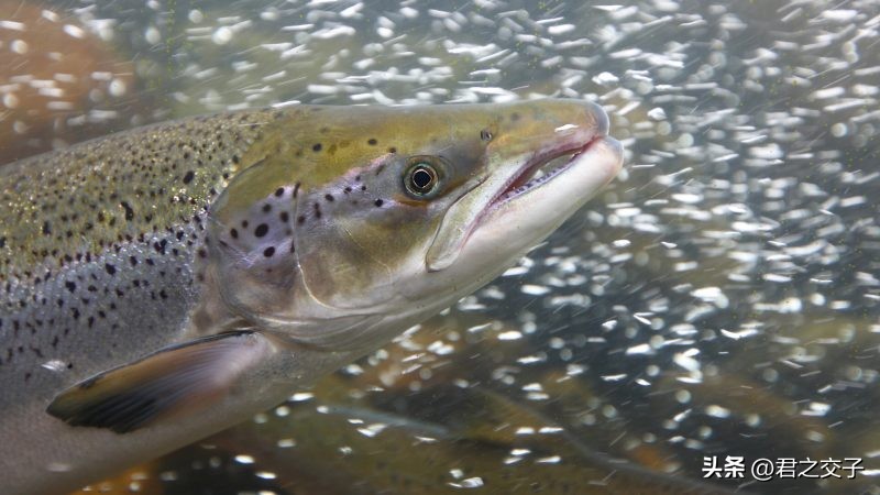 挪威克朗200,200挪威克朗背面