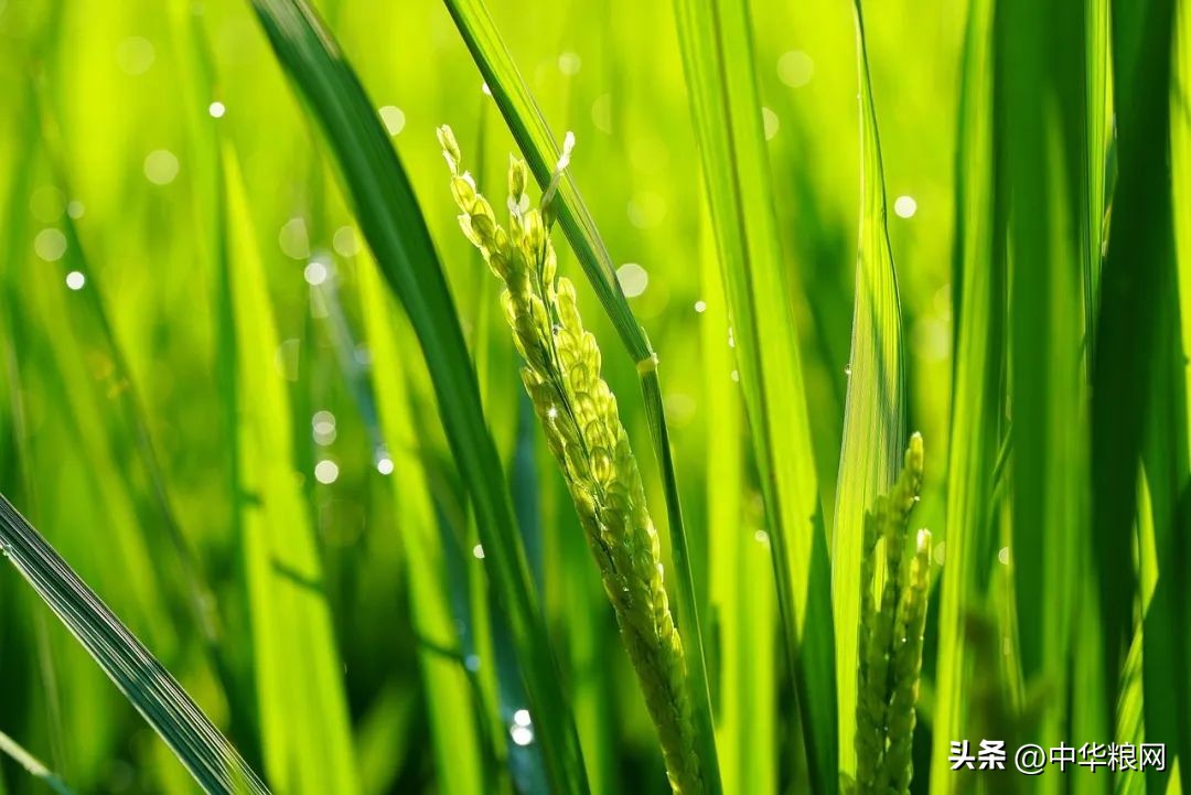 稻米产业提质增效方法,水稻产业促乡村振兴