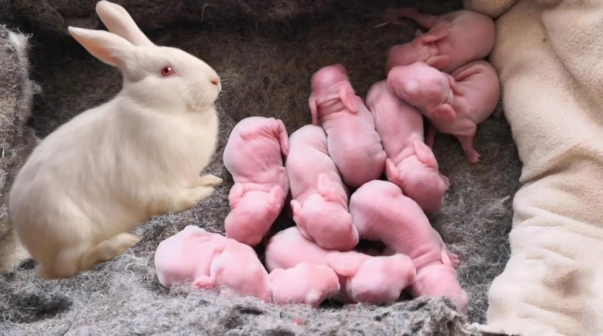 兔肉为什么没能成为主要肉食,吃草为何可以长肉