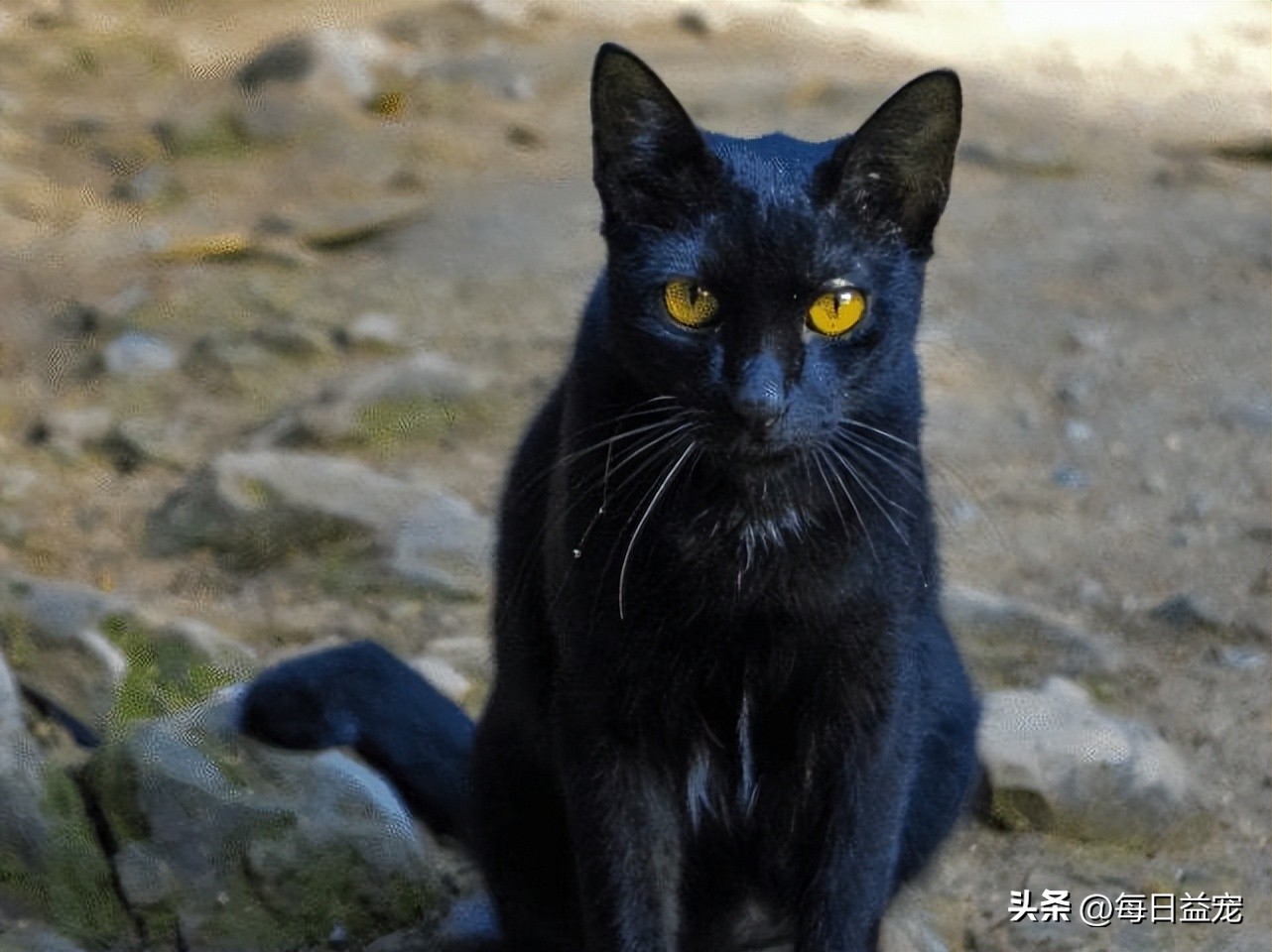 老奶奶意外失踪，机智黑猫四处找人帮忙，这才把人成功救出