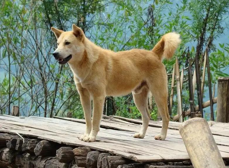 最有灵性的狗狗排名有你家狗狗吗,十大最适合家养的狗狗排行榜