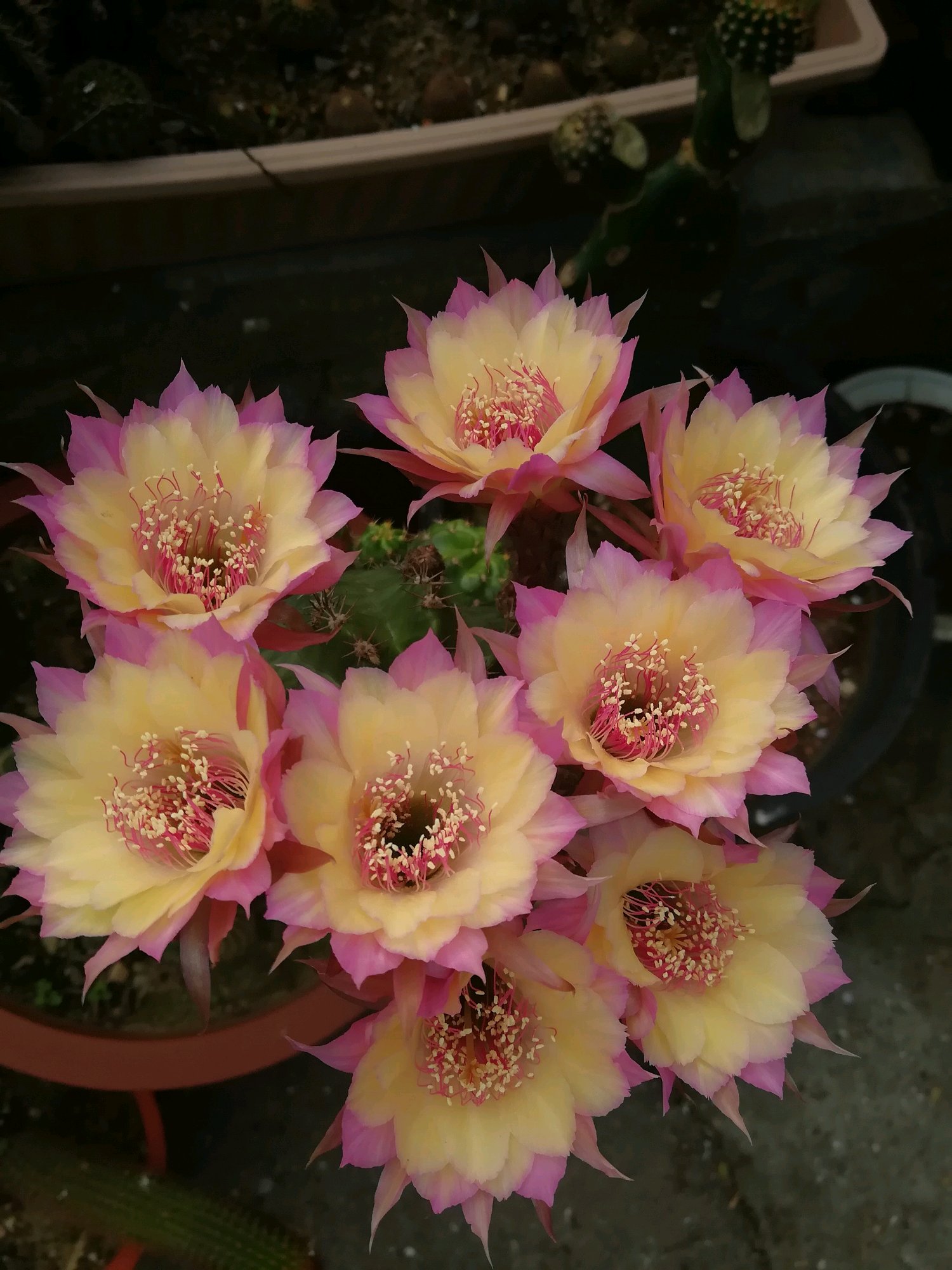 仙人球极光花,仙人球名中的极品