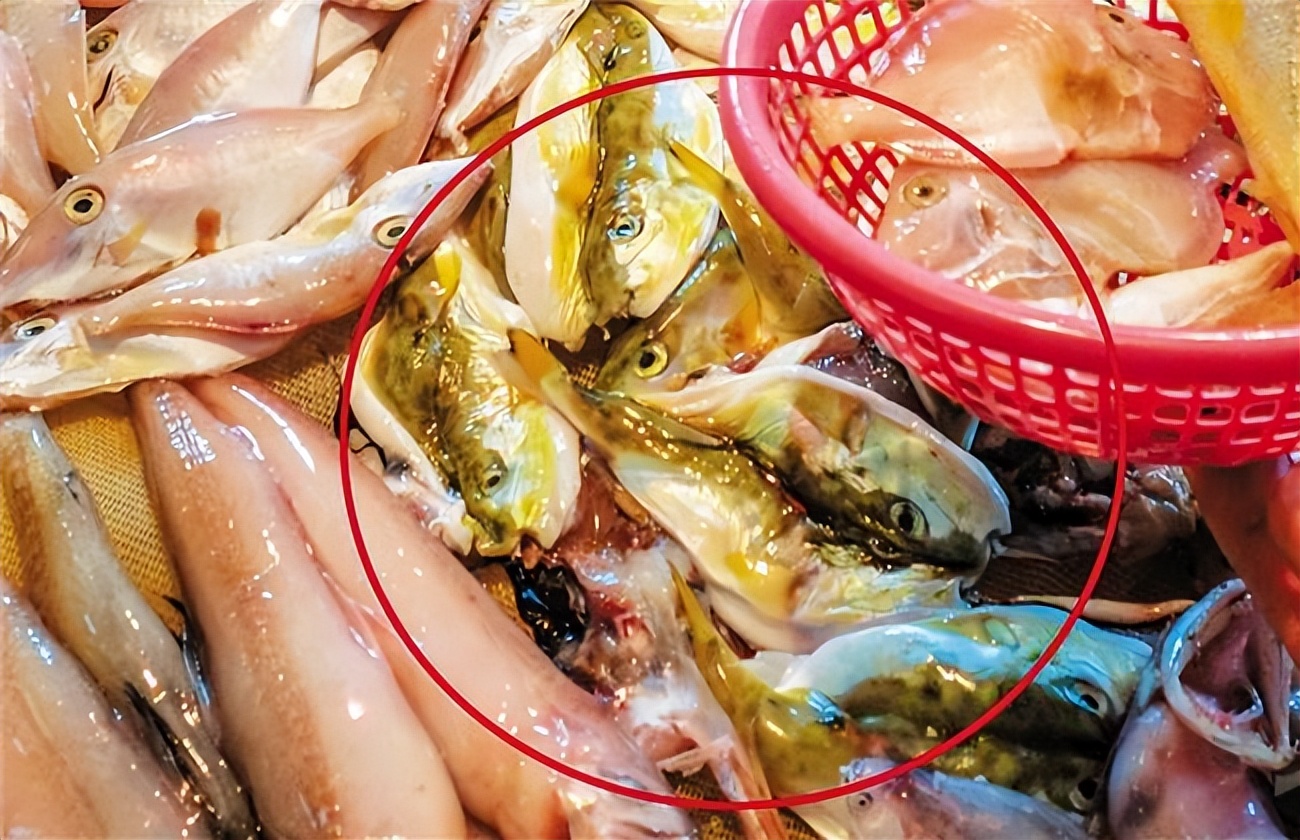 河豚吃了有什么危险,河豚毒性分析