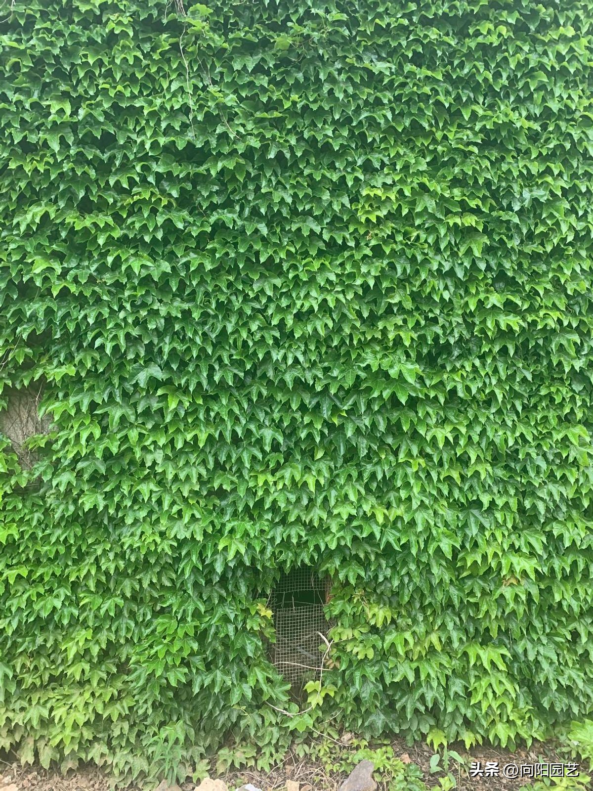 农村见到这2种花，一定要铲除，招蛇虫蚊蚁，严重破坏墙皮