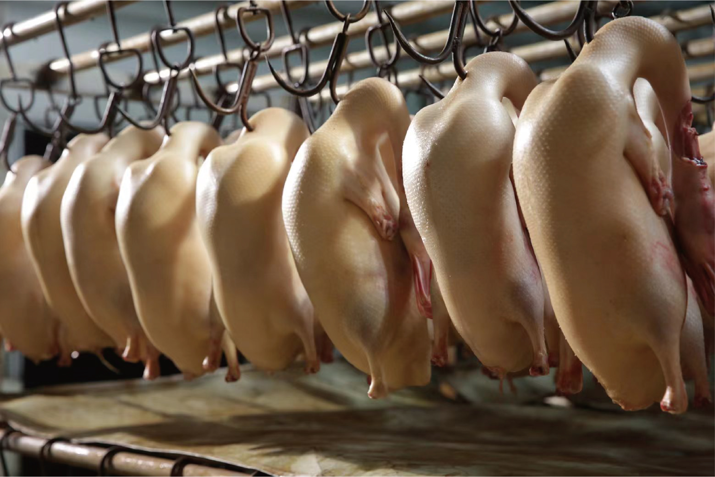 北京烤鸭开店分析,北京烤鸭生意值得做吗