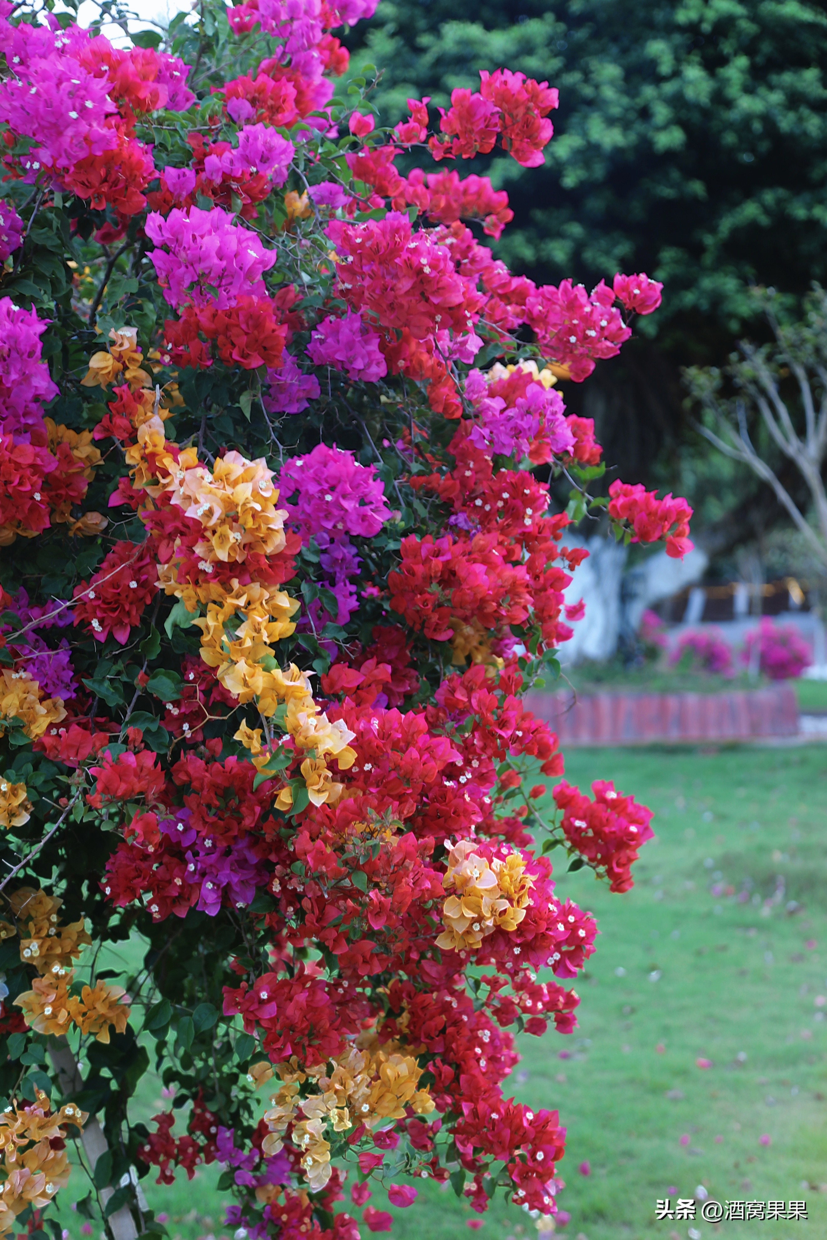 福鼎两天一夜旅游攻略,福鼎茶漫步茶园体验采茶之旅