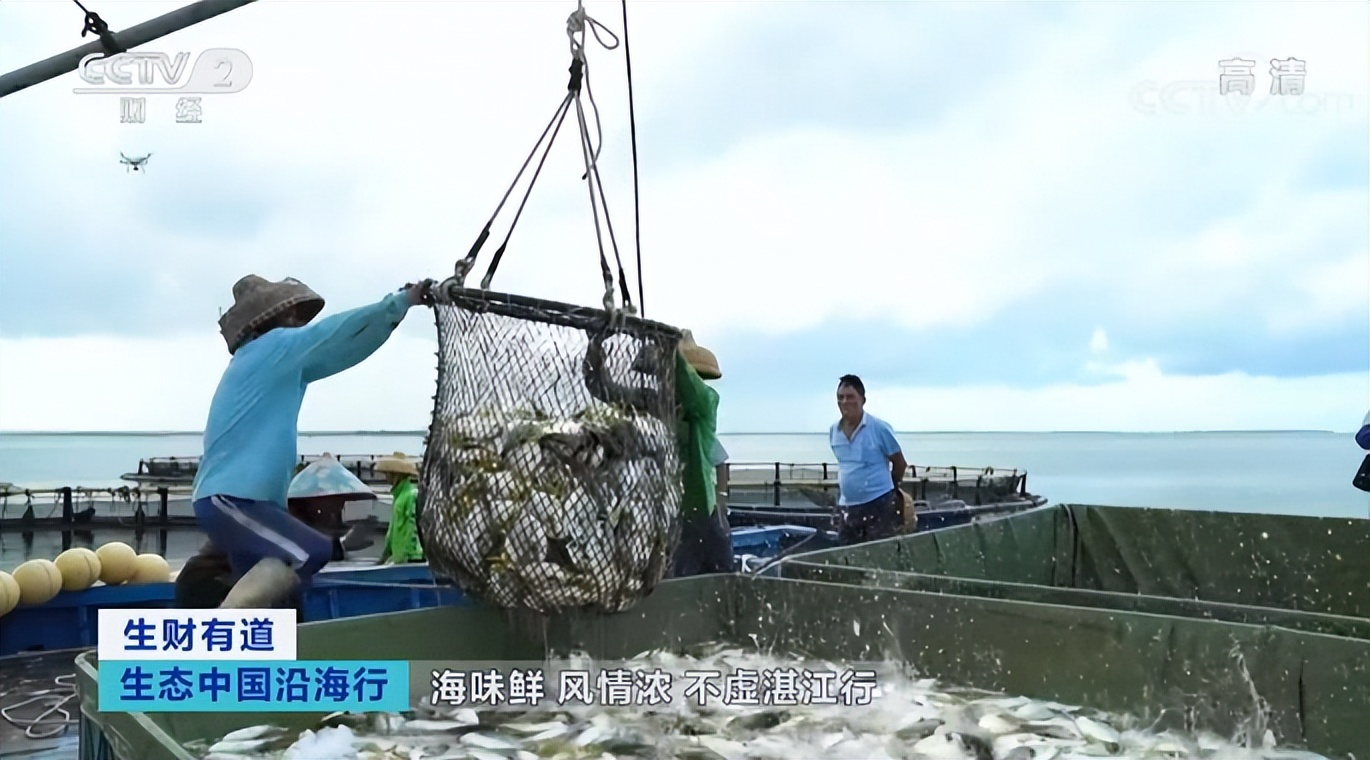 海味鲜，风情浓，不虚湛江行！央视又聚焦港城美食
