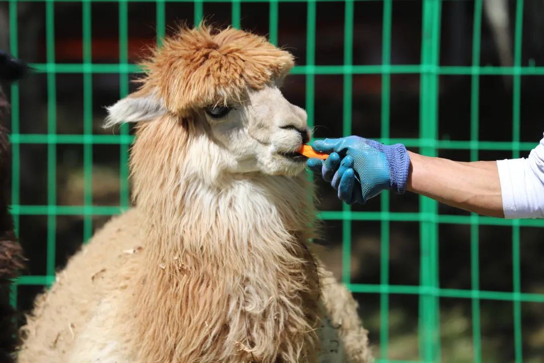 云南六一儿童节旅游攻略,云南适合小朋友旅游的地方