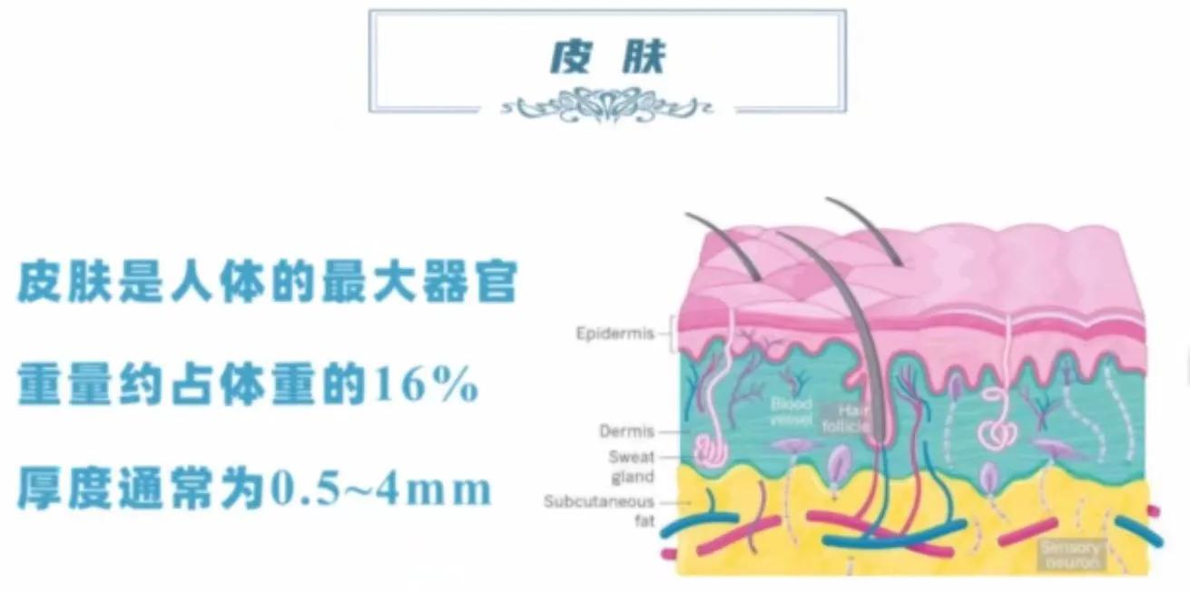 你真的认识你的皮肤吗,你了解你的皮肤吗