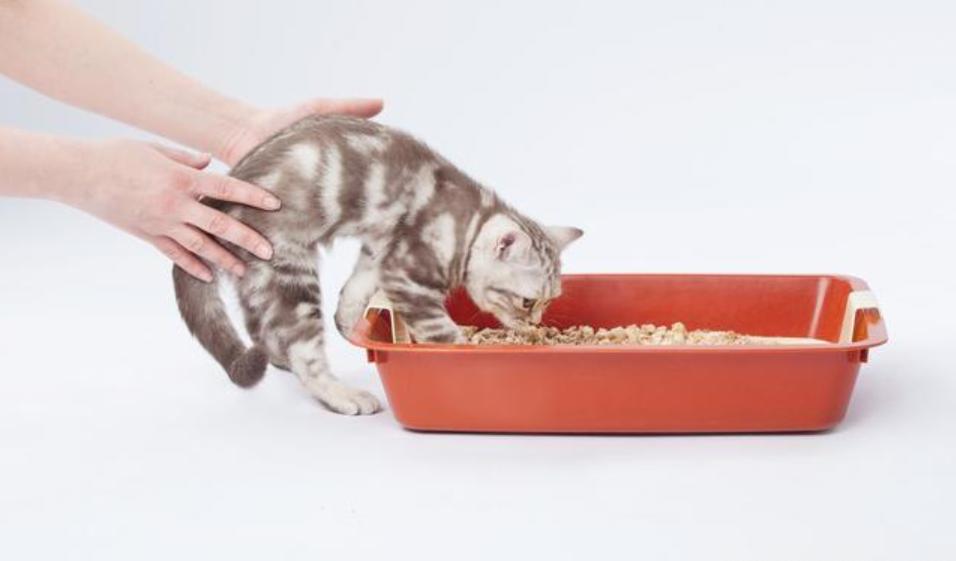 捡到一只流浪猫猫咪不开心怎么办,如果捡到一只流浪猫该怎么处理