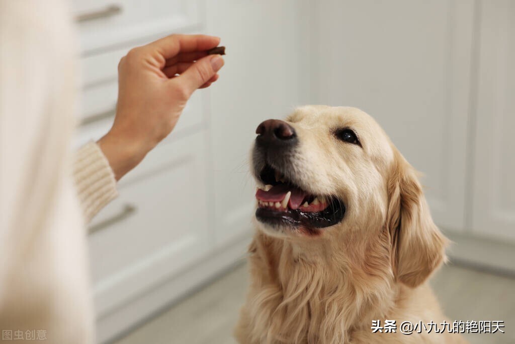 训练狗狗坐教程,狗狗定点坐训练
