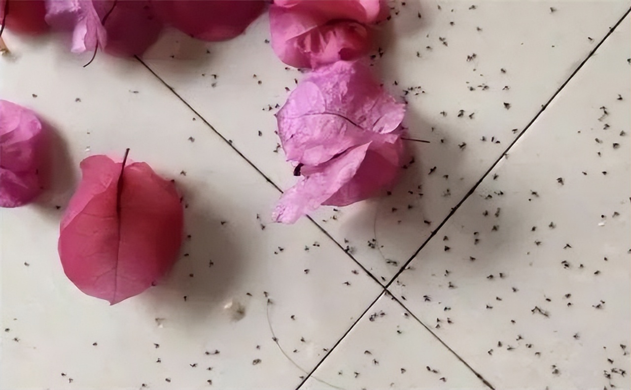 室内养花除虫小妙招,养花生虫最好的方法