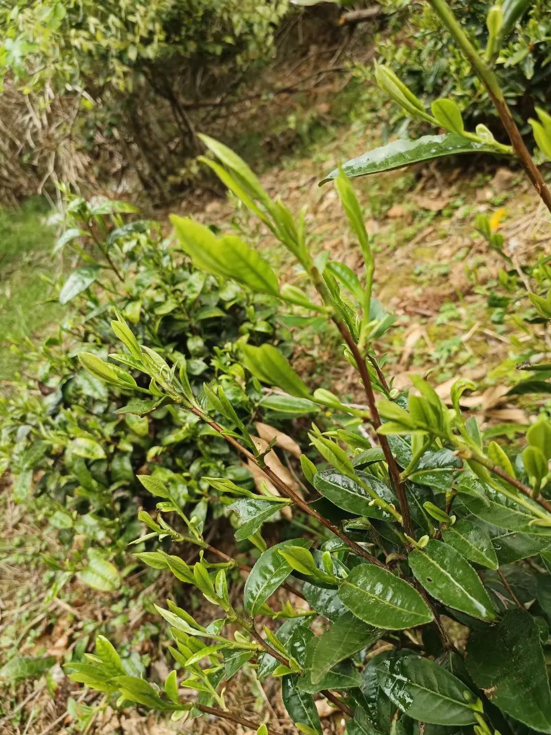 打造茶叶个人思域