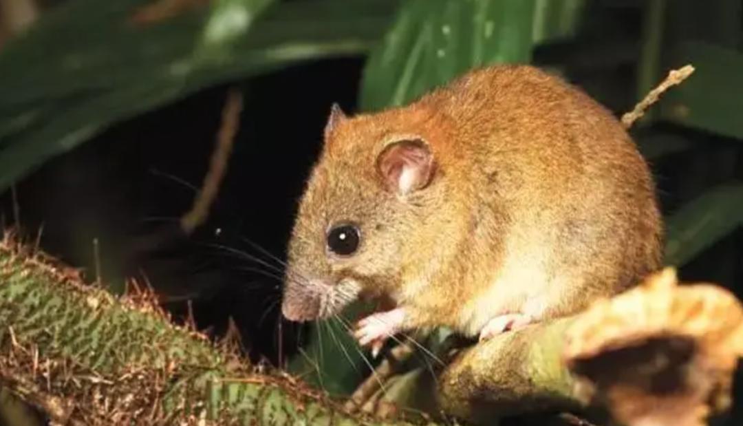 极端高温怎么解决啊,极端温度灾害主要有