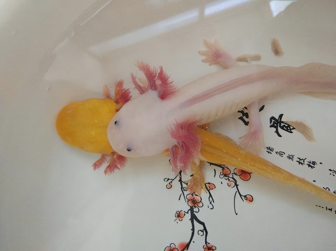 人类有能力复活恐龙吗,人类拥有自愈能力吗