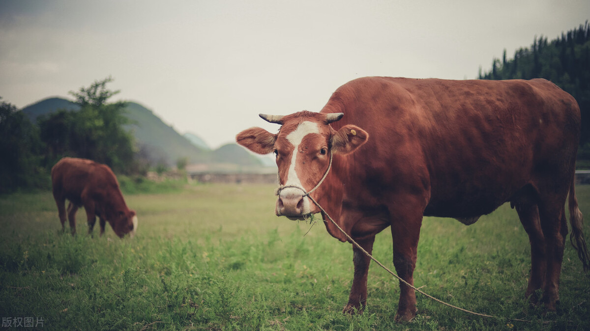 空怀母猪的饲养管理,空怀母牛的饲养管理