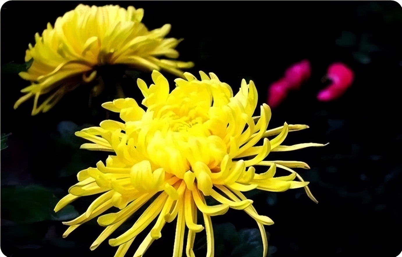 秋花诗词50首,金秋秋菊50种名菊