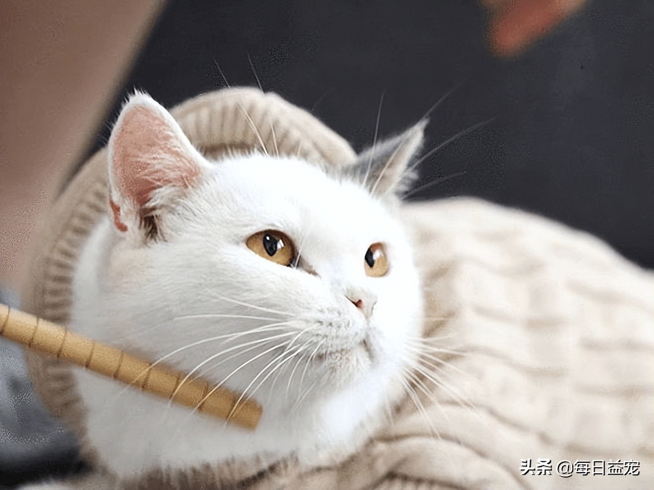 猫咪感冒了怎么办？这样做可以好得快