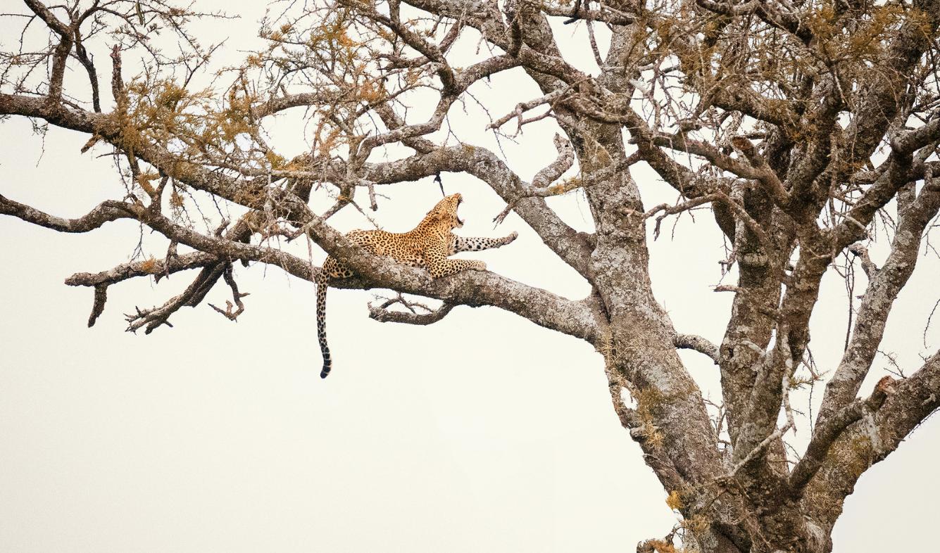 猎豹不是豹子吗,猎豹不是豹