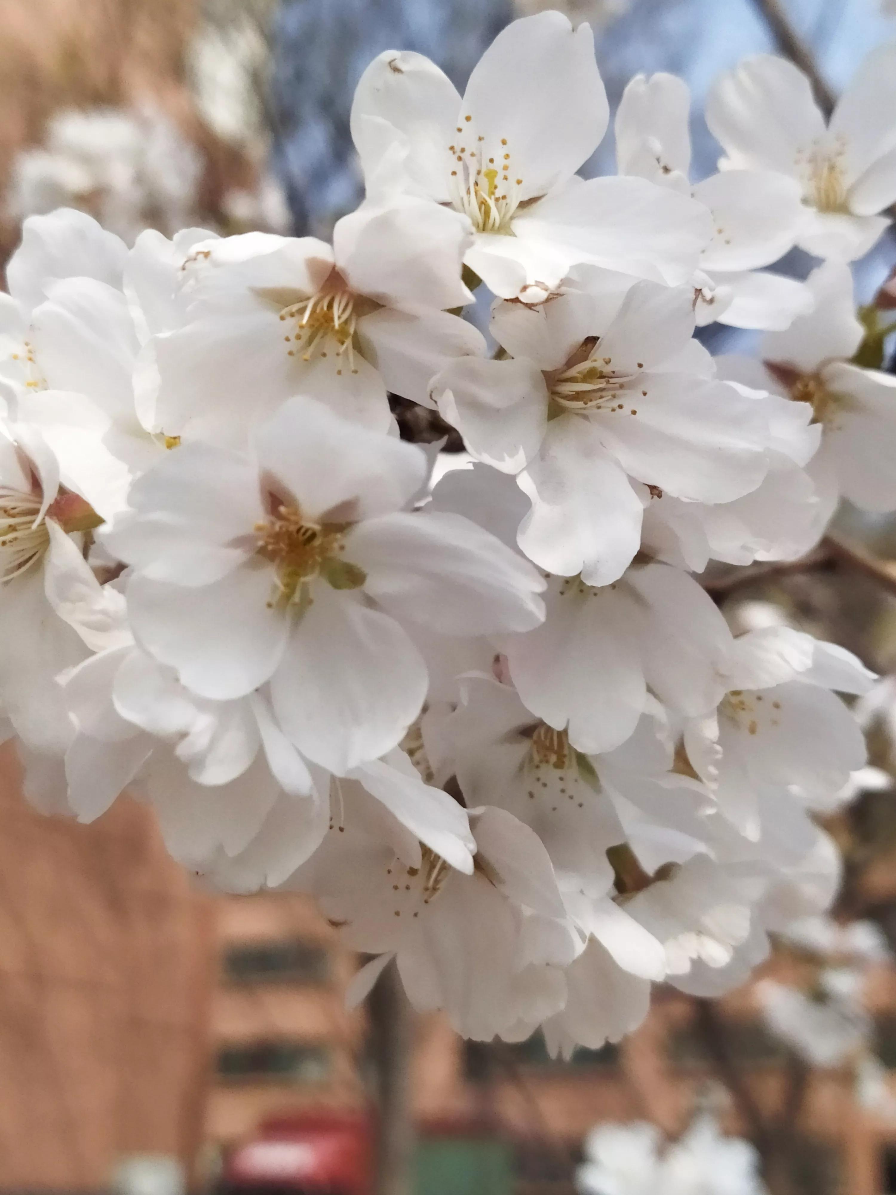 樱花烂漫的唯美句子,樱花烂漫几多时李商隐