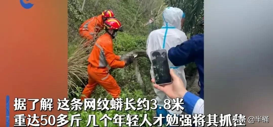 巨型网纹蟒蛇,680斤网纹蟒蛇真实视频