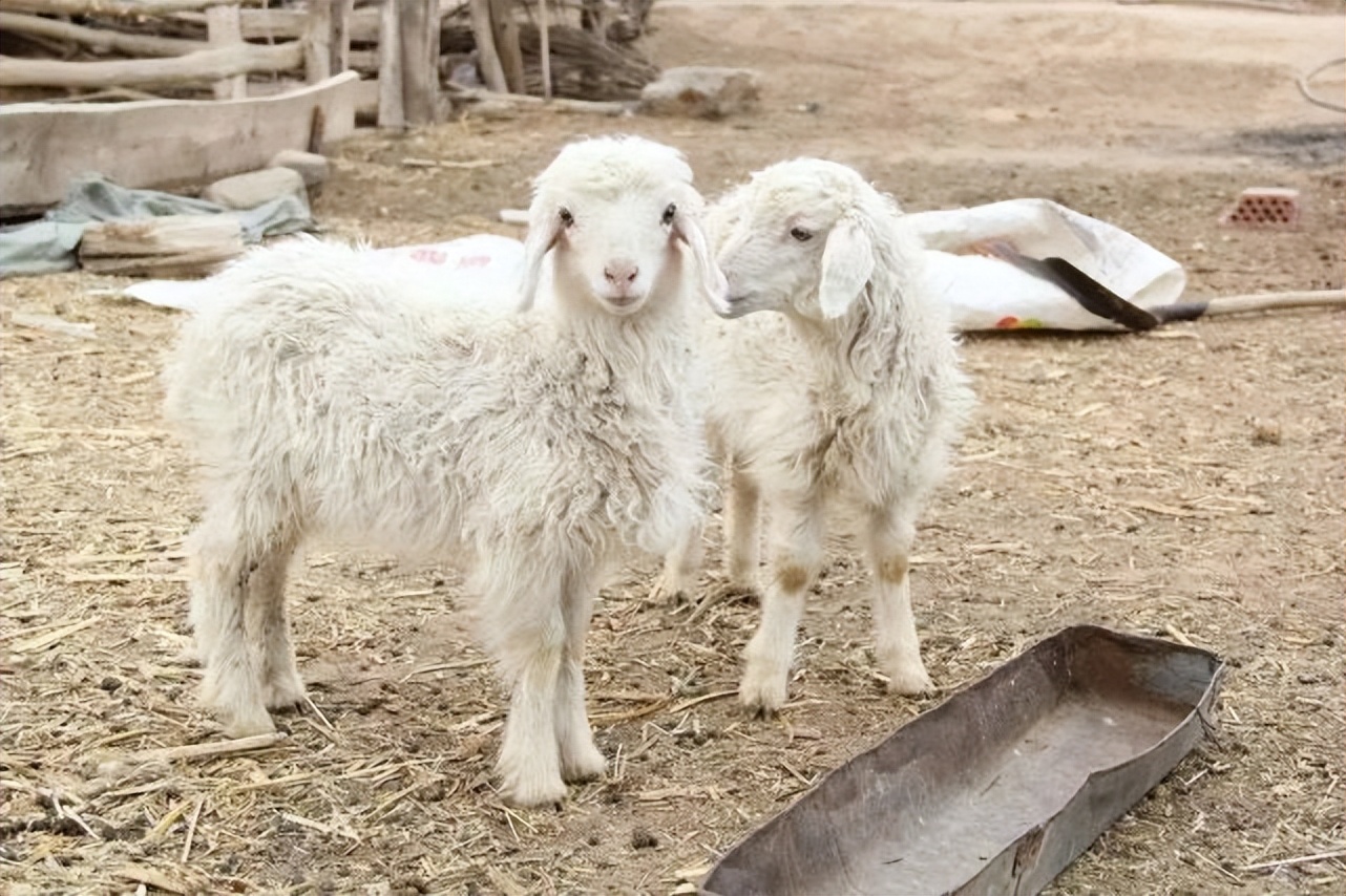羊流口水有白沫是怎么回事,羊流口水是什么病该怎么治