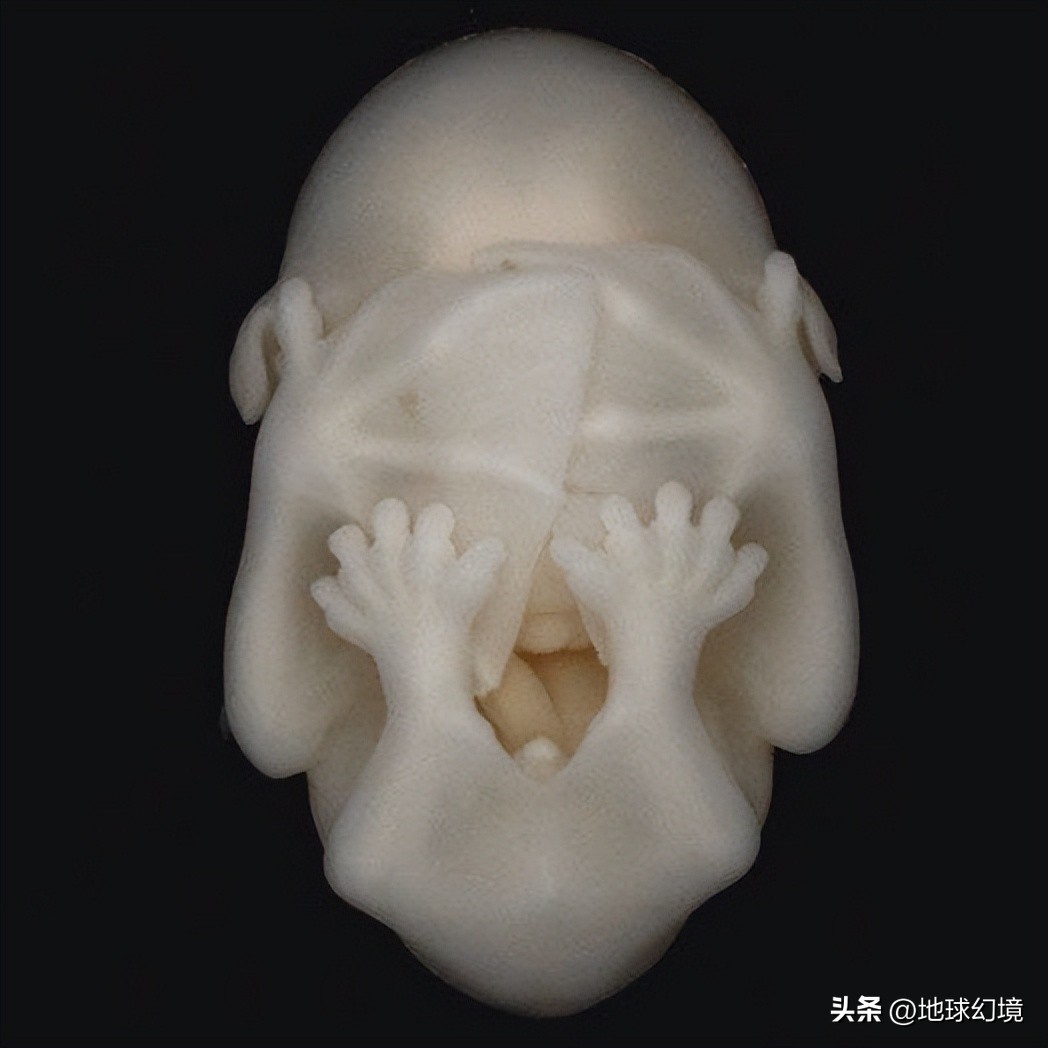 10种最罕见的神秘生物,35种罕见生物照片