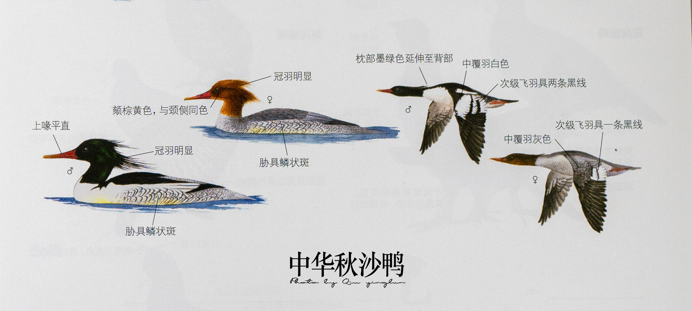 涓滄睙鎻借儨,涓滄睙鎻借儨楦熺被