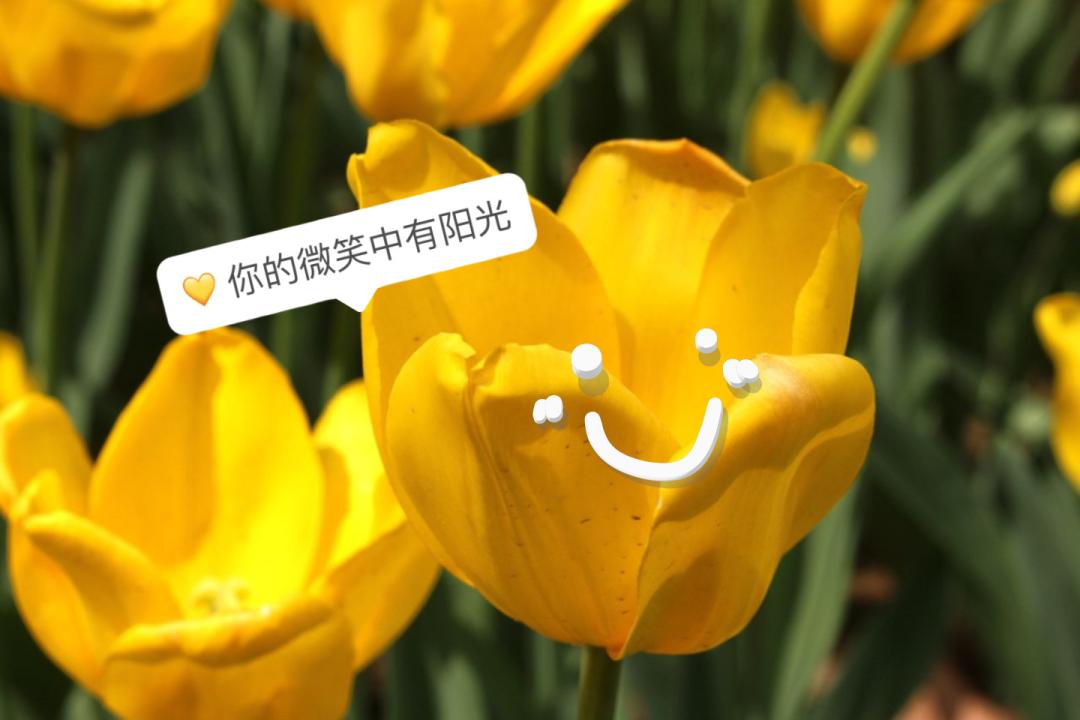 郁金香的花语是永远的爱,郁金香花语是永恒的爱与祝福