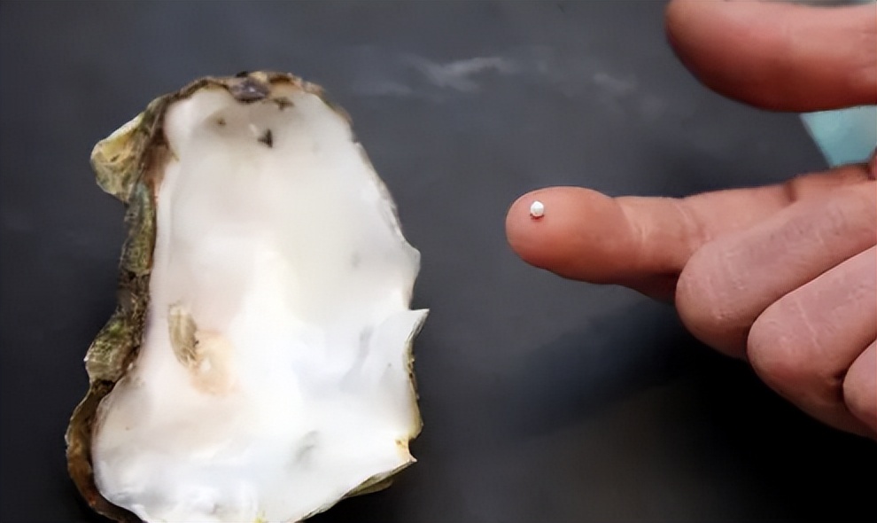 文胸、高尔夫、炮弹、珍珠、*物文**，盘点这些从动物肚里发现的东西