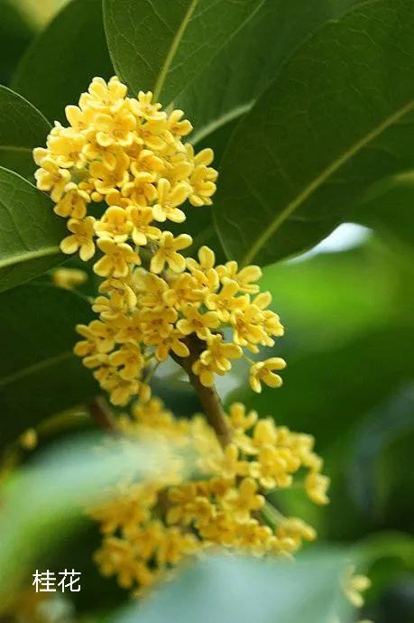 100种花草图片欣赏,50种花草图片大全