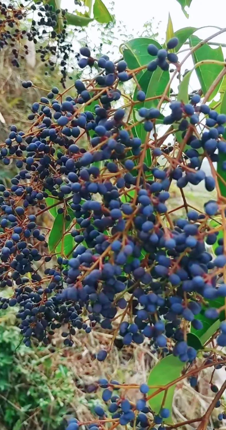 女贞子图片树木,女贞子树彩图