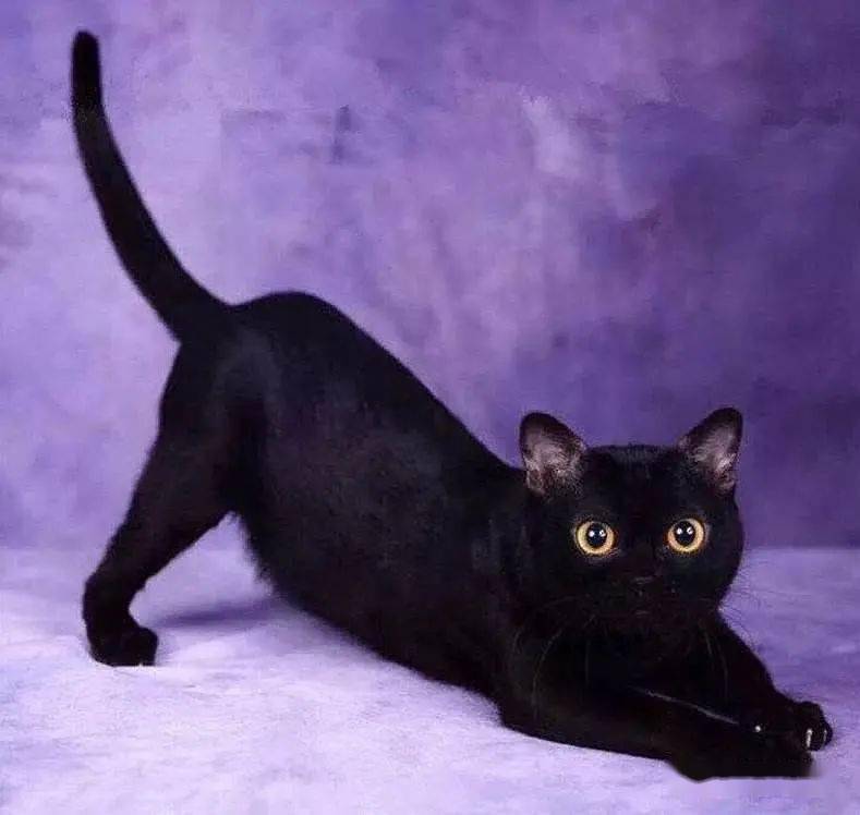 世界上最可爱的6种猫咪,世界上最可爱的三种猫咪