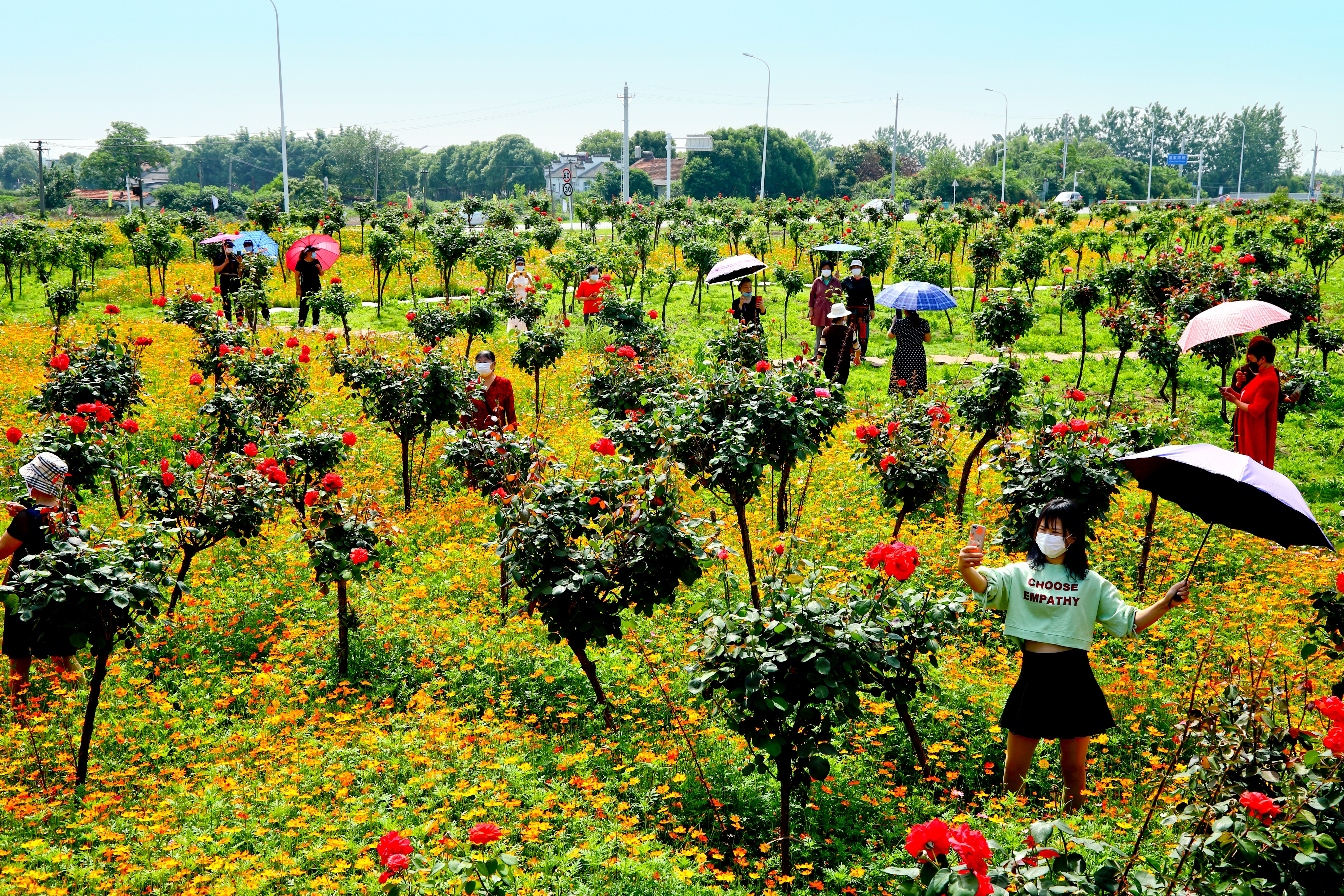 阳光玫瑰中国红,阳光玫瑰中国农科院
