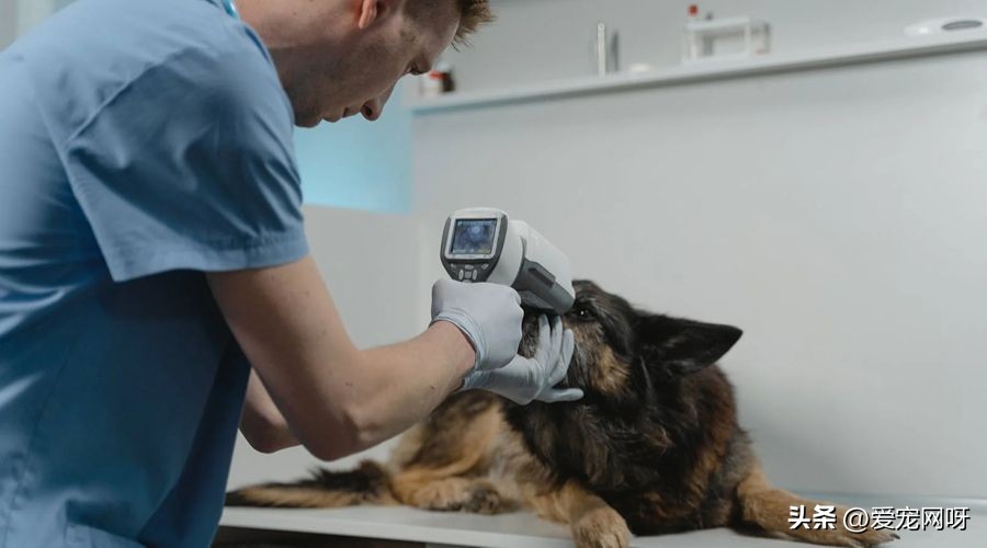 狗狗产后发烧的症状,狗狗发烧的症状和解决方法