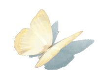 背景图ins风鲜花,ins复古黑色鲜花壁纸