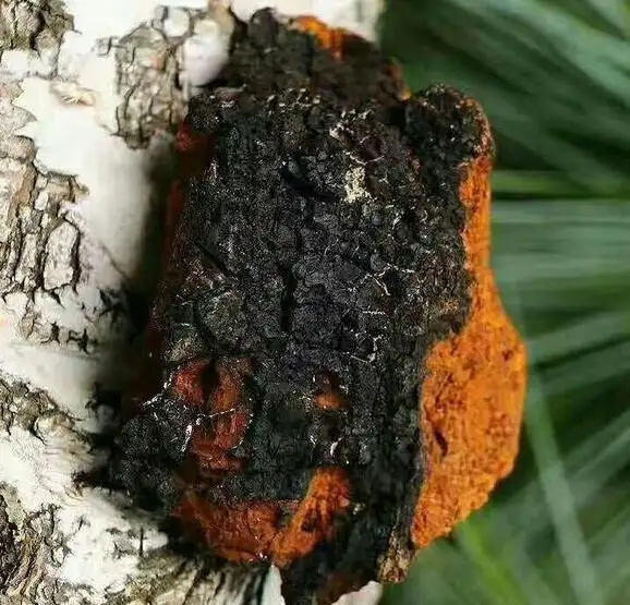 中国进口俄罗斯中药材,俄罗斯出口中国农产品