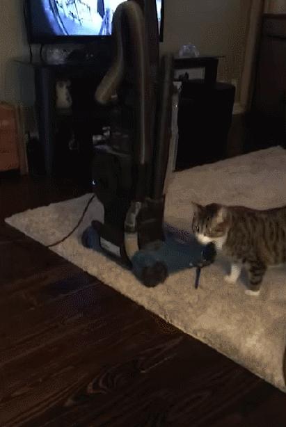 据说养猫超过3年，铲屎官都会变成神经病？