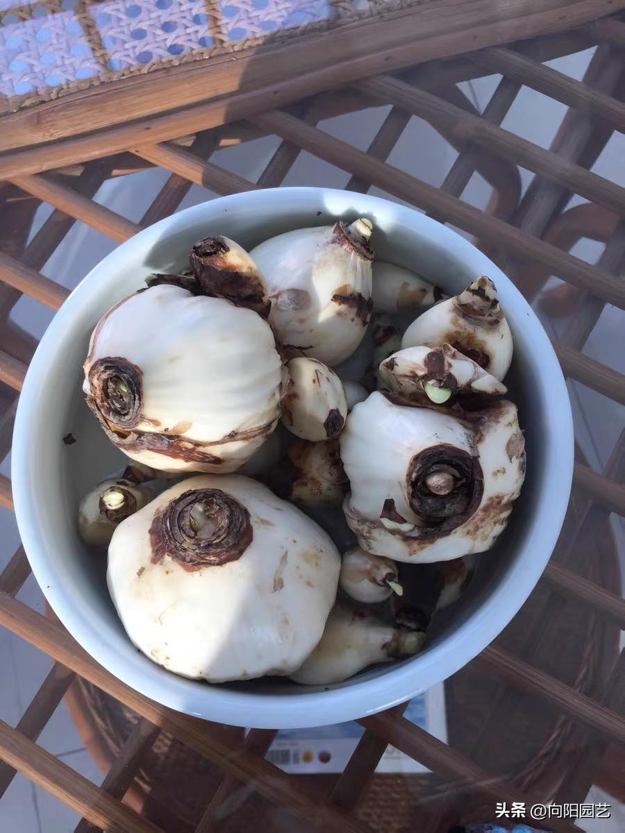 水培水仙没开花改土培水仙,水仙土栽和水培哪个开花早