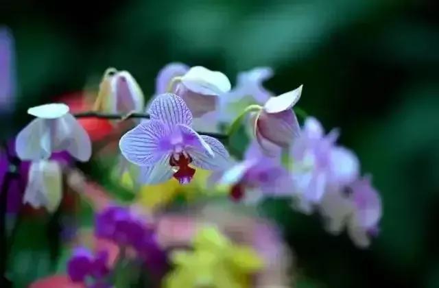 记录一下第一次杀鸭,我的一次涉险经历