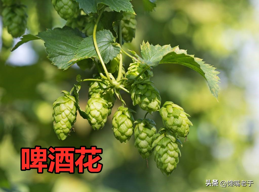 啤酒有假的吗怎么辨别,原来啤酒也有这么多猫腻